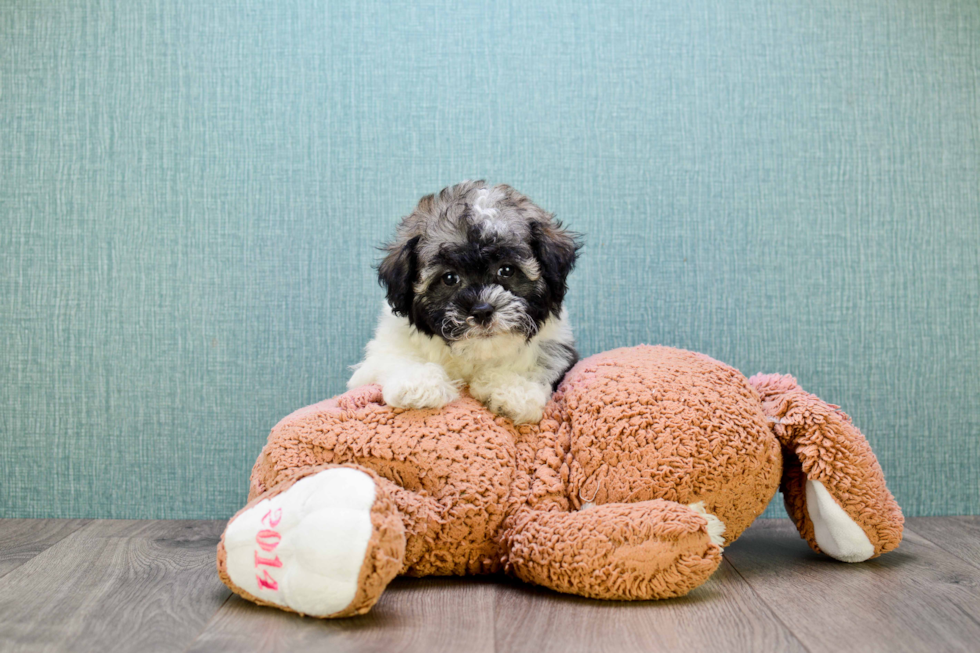 Havanese Pup Being Cute