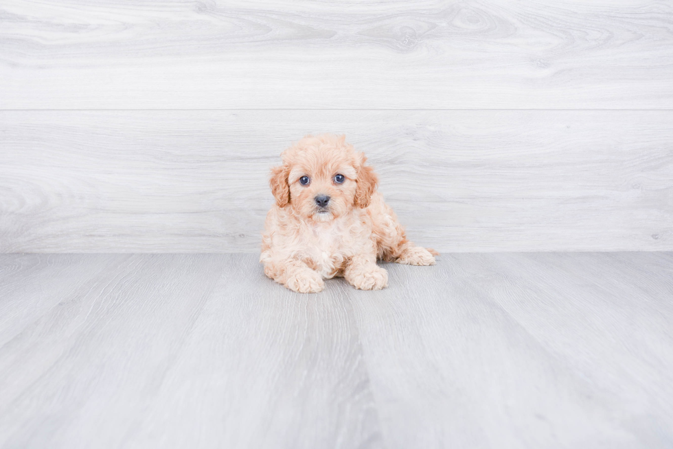 Best Cavapoo Baby