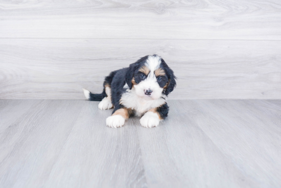 Fluffy Mini Bernedoodle Poodle Mix Pup