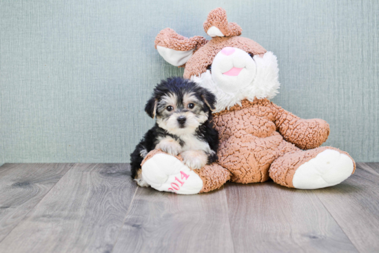 Hypoallergenic Yorkie Designer Puppy