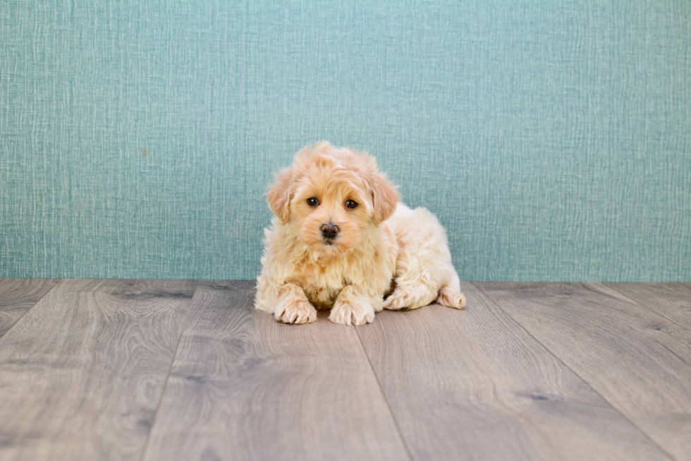 Maltipoo Pup Being Cute