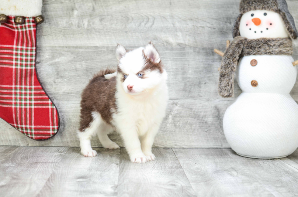 Hypoallergenic Mini Husky Designer Puppy