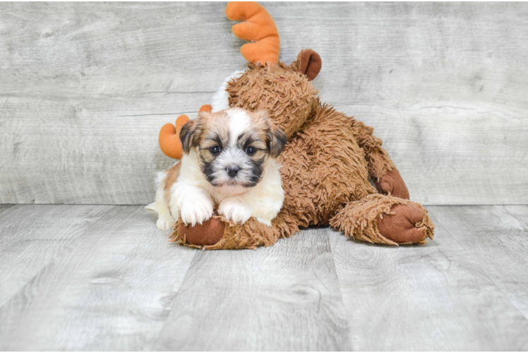 Funny Teddy Bear Designer Pup