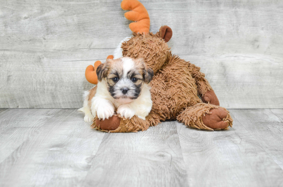 Funny Teddy Bear Designer Pup