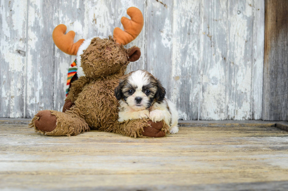 Hypoallergenic Shitzu Designer Puppy