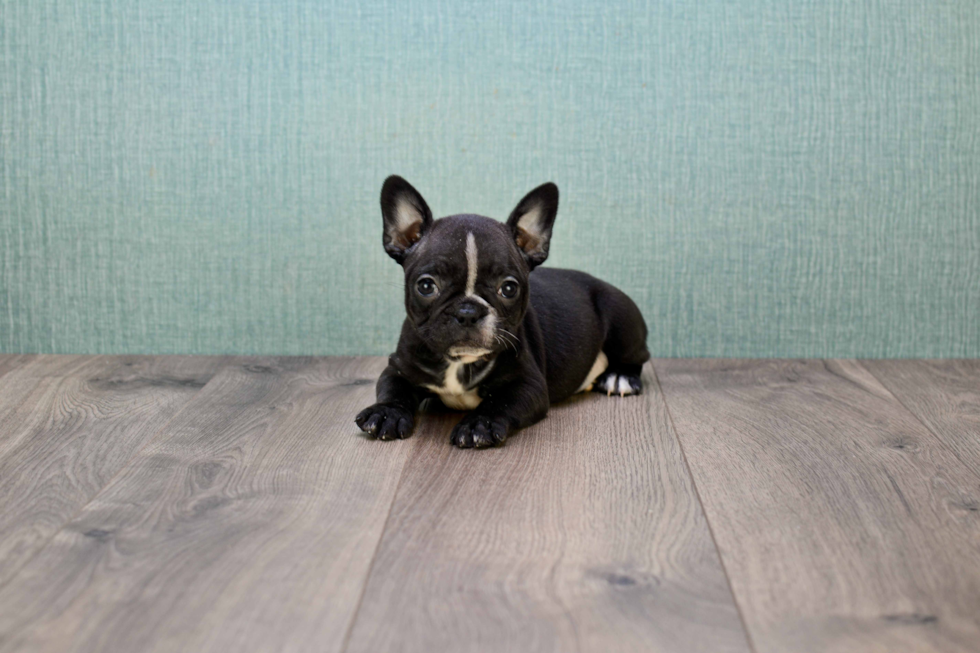 Small French Bulldog Purebred Pup