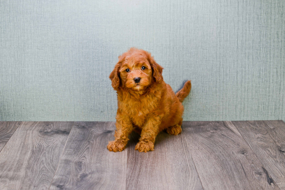 Adorable Golden Retriever Poodle Mix Puppy