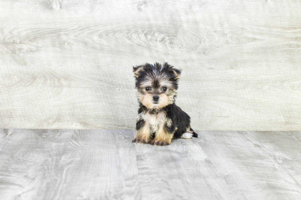 Morkie Pup Being Cute