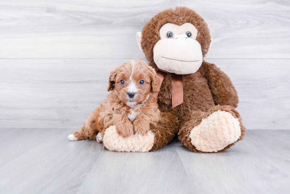 Best Cavapoo Baby