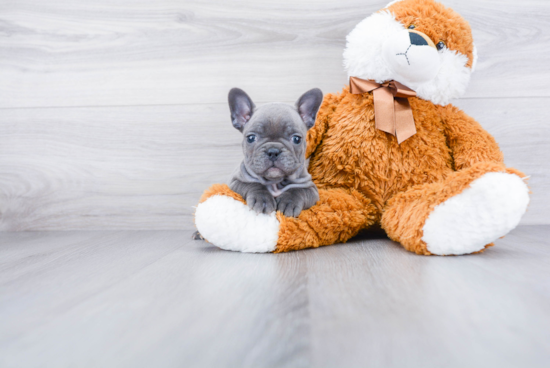 Adorable Frenchie Purebred Puppy