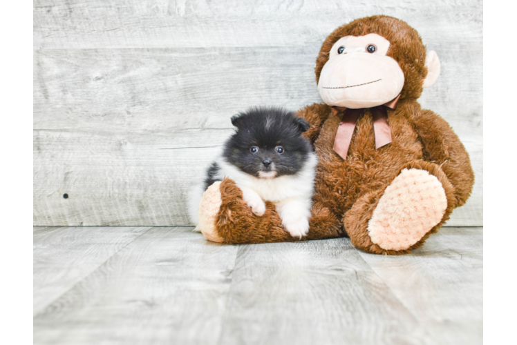 Popular Pomeranian Baby