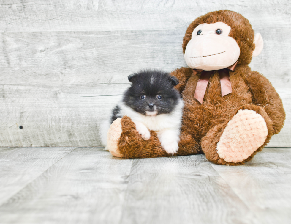 Popular Pomeranian Baby