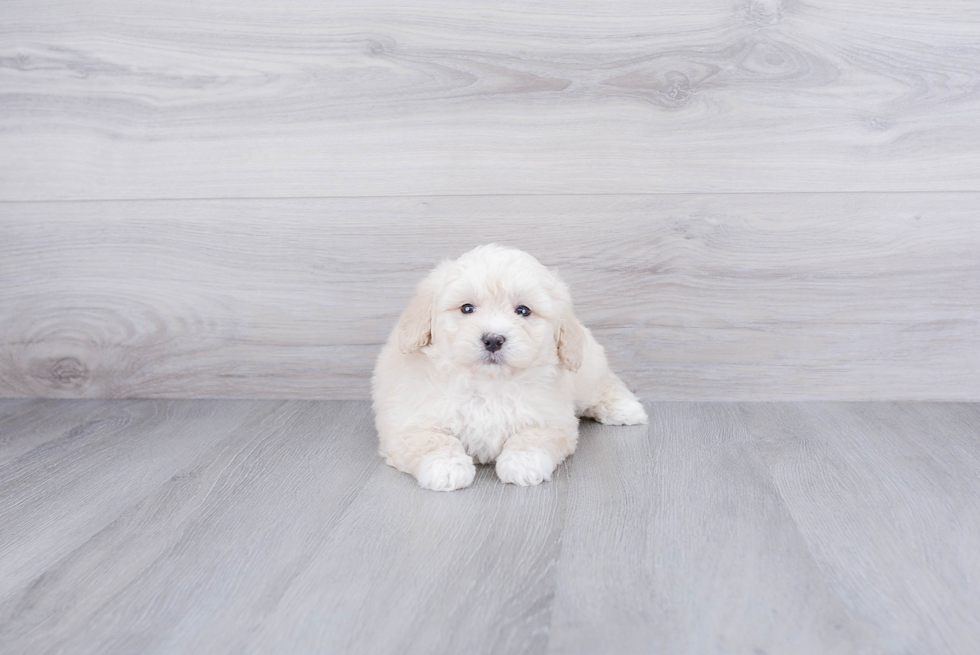 Mini Bernedoodle Pup Being Cute