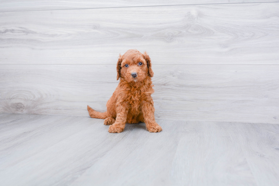 Smart Mini Goldendoodle Poodle Mix Pup