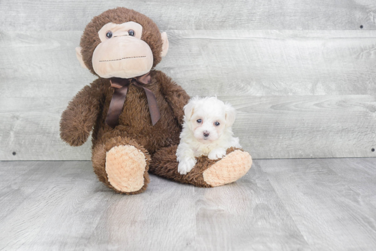 Smart Maltipoo Poodle Mix Pup