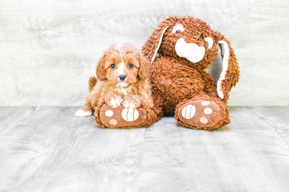 Cavapoo Puppy for Adoption