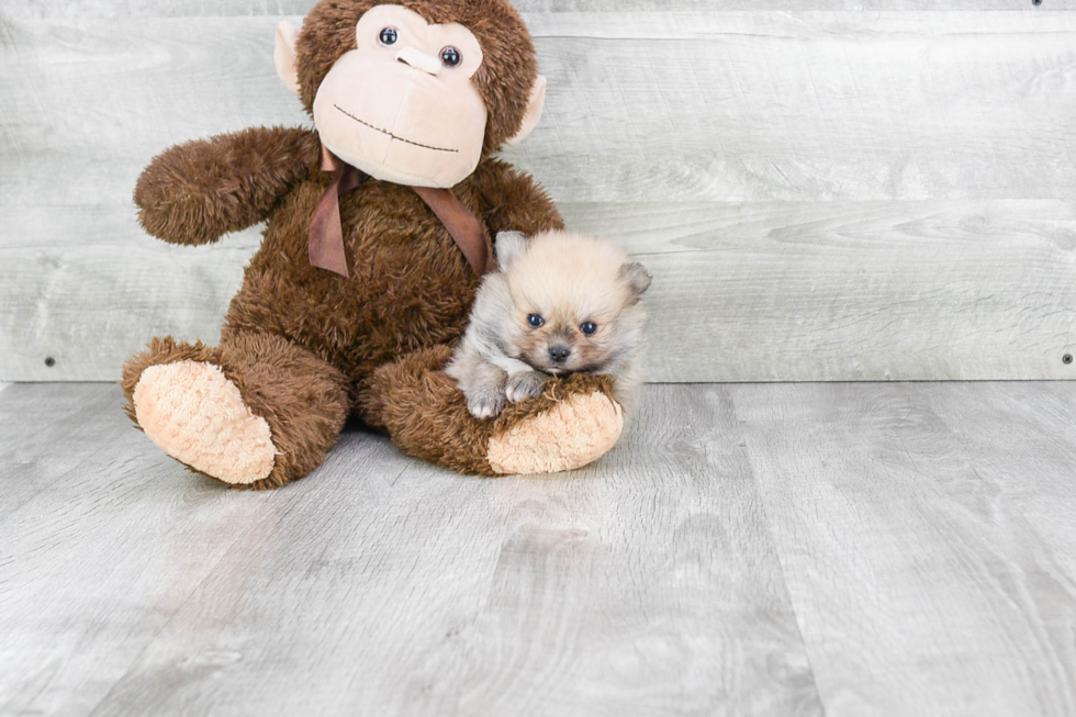 Happy Pomeranian Purebred Puppy