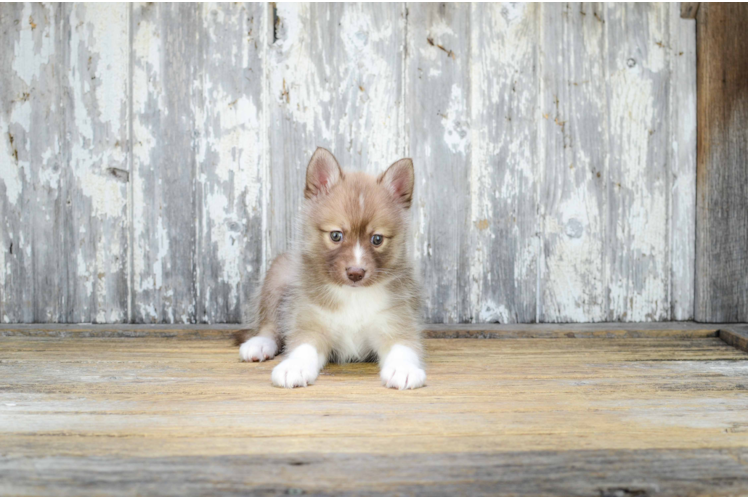 Best Pomsky Baby