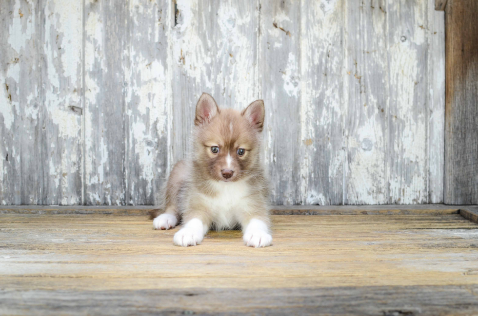 Best Pomsky Baby