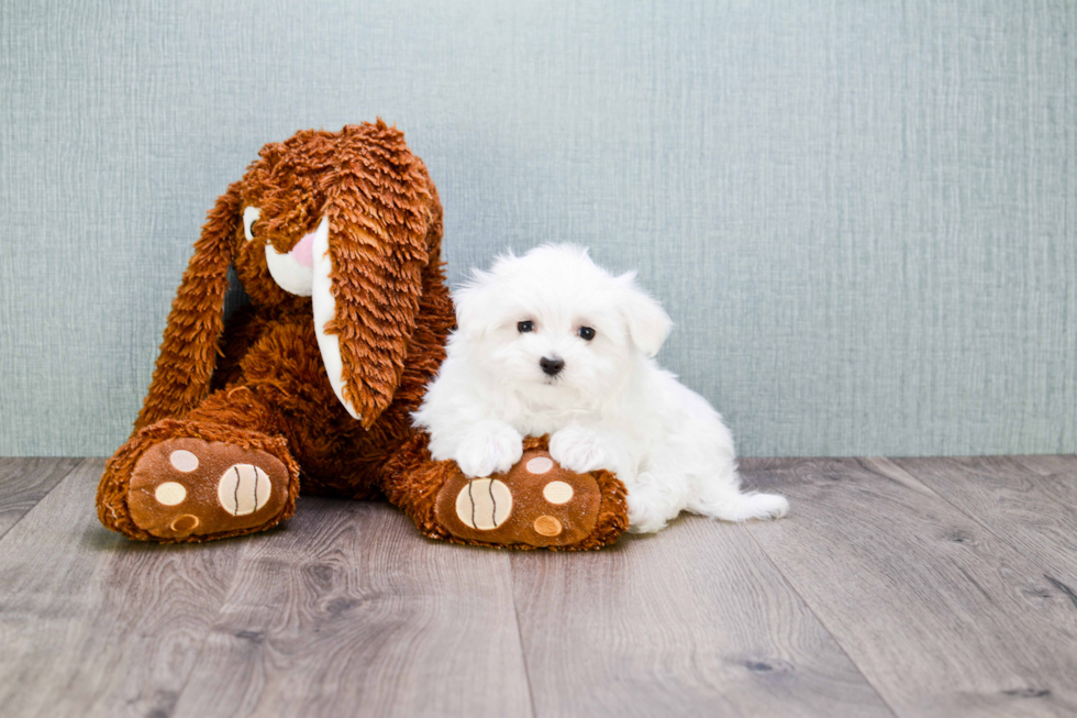 Friendly Maltese Baby