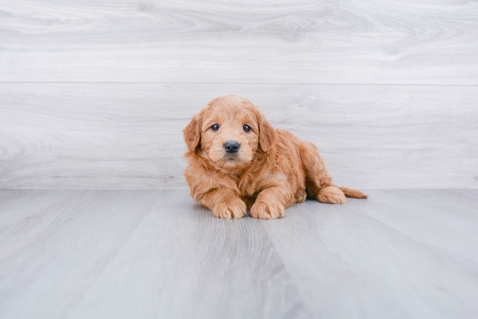 Petite Mini Goldendoodle Poodle Mix Pup