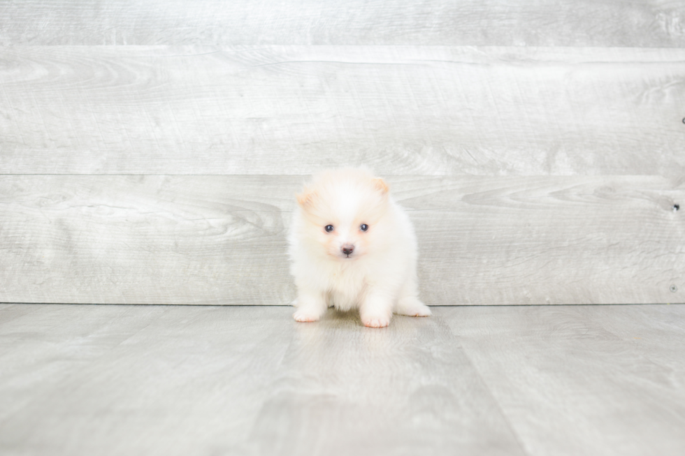 Pomeranian Puppy for Adoption