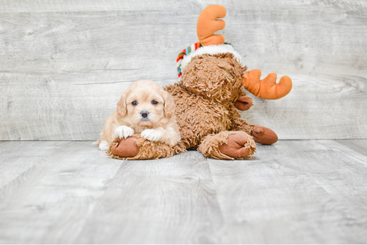 Best Maltipoo Baby