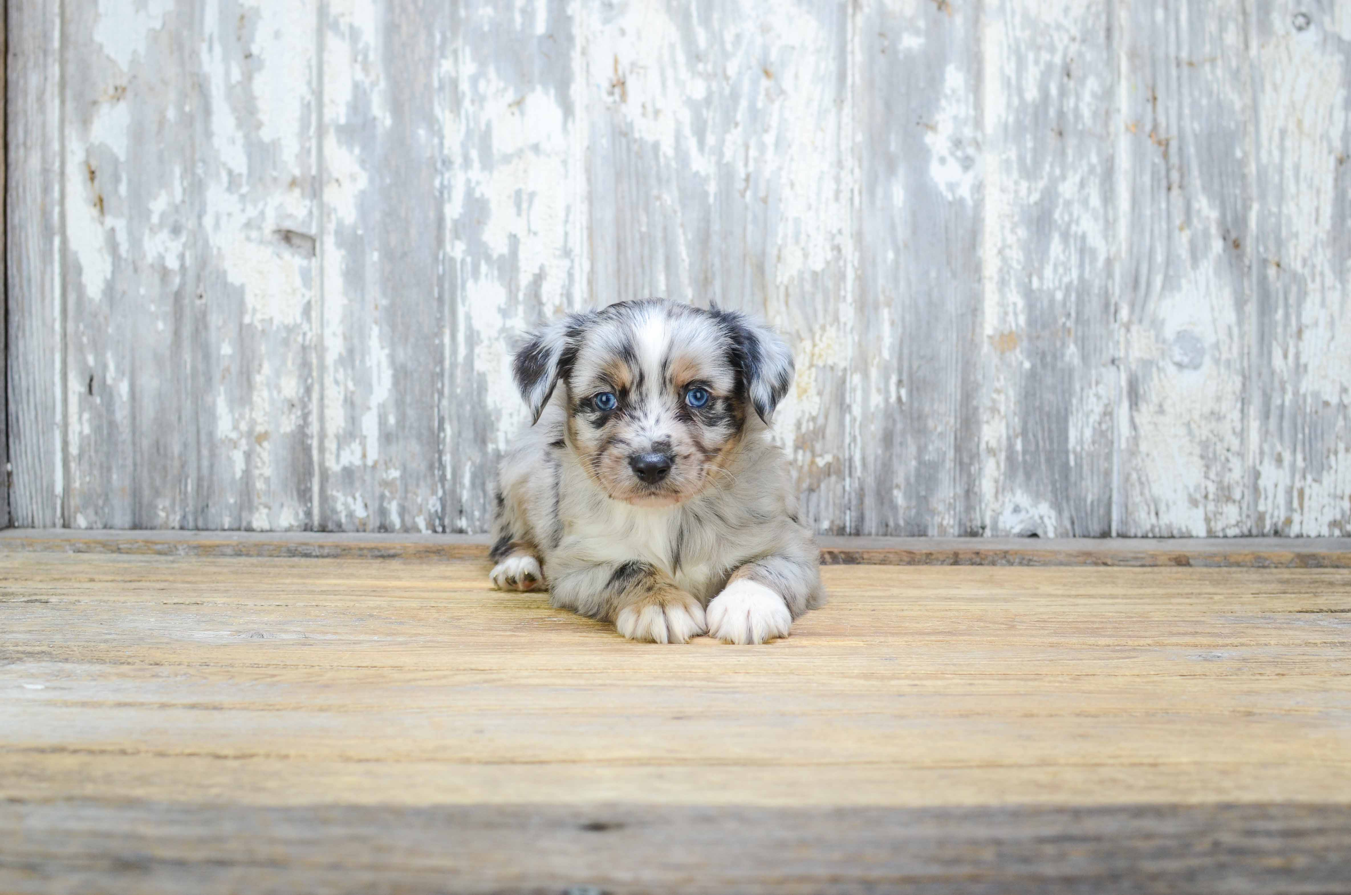 Energetic Aussiepoo Poodle Mix Puppy
