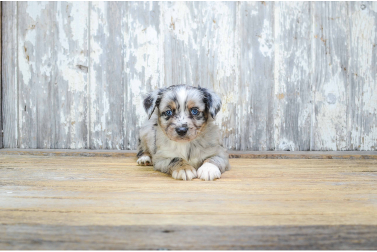 Energetic Aussiepoo Poodle Mix Puppy