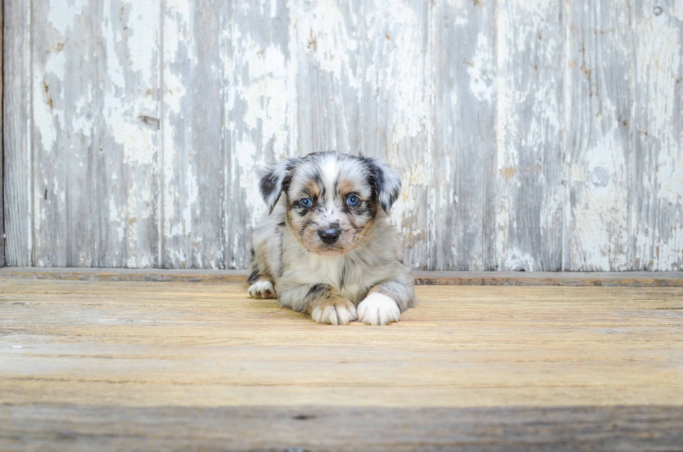 Energetic Aussiepoo Poodle Mix Puppy