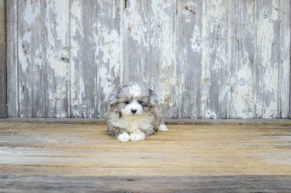 Mini Aussiedoodle Pup Being Cute