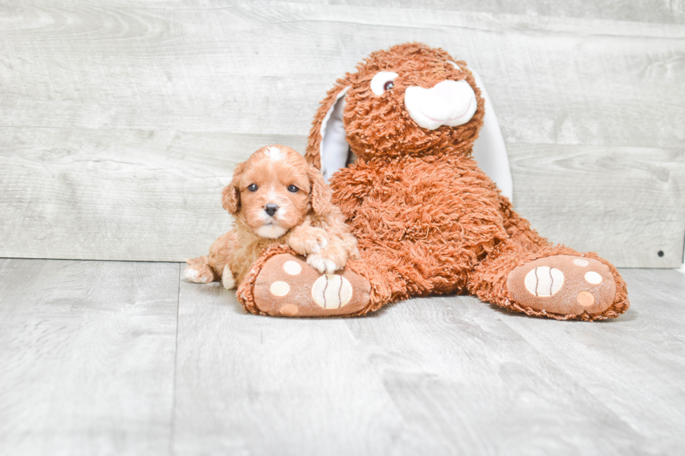 Sweet Cavapoo Baby