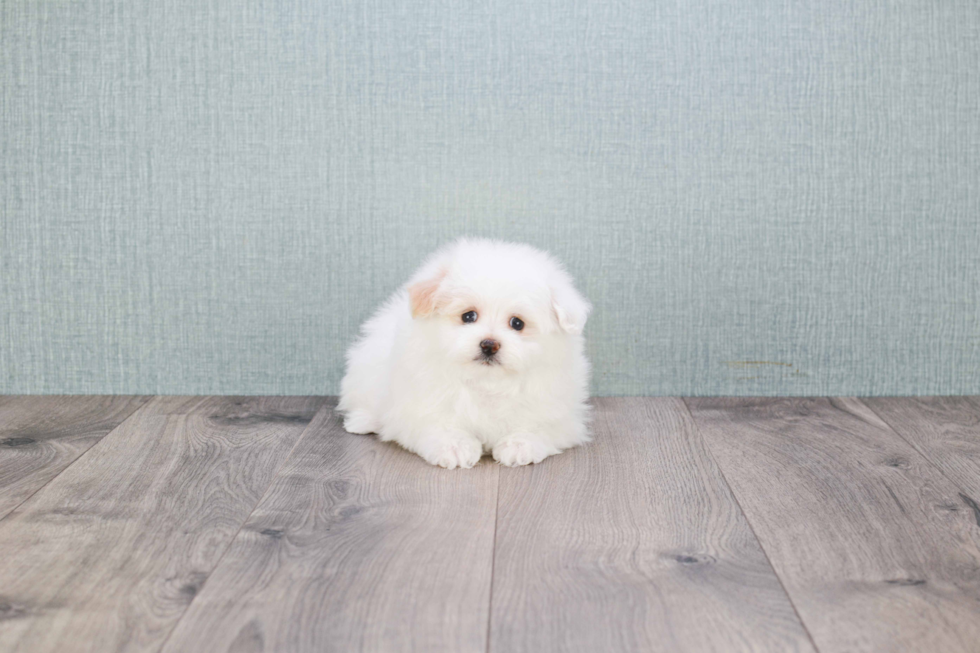 Maltipom Puppy for Adoption