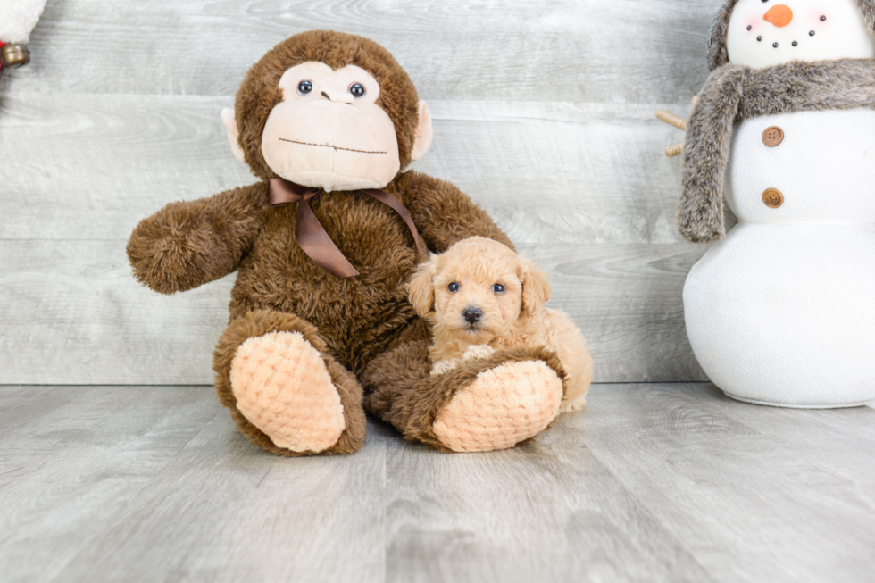 Petite Maltipoo Poodle Mix Pup