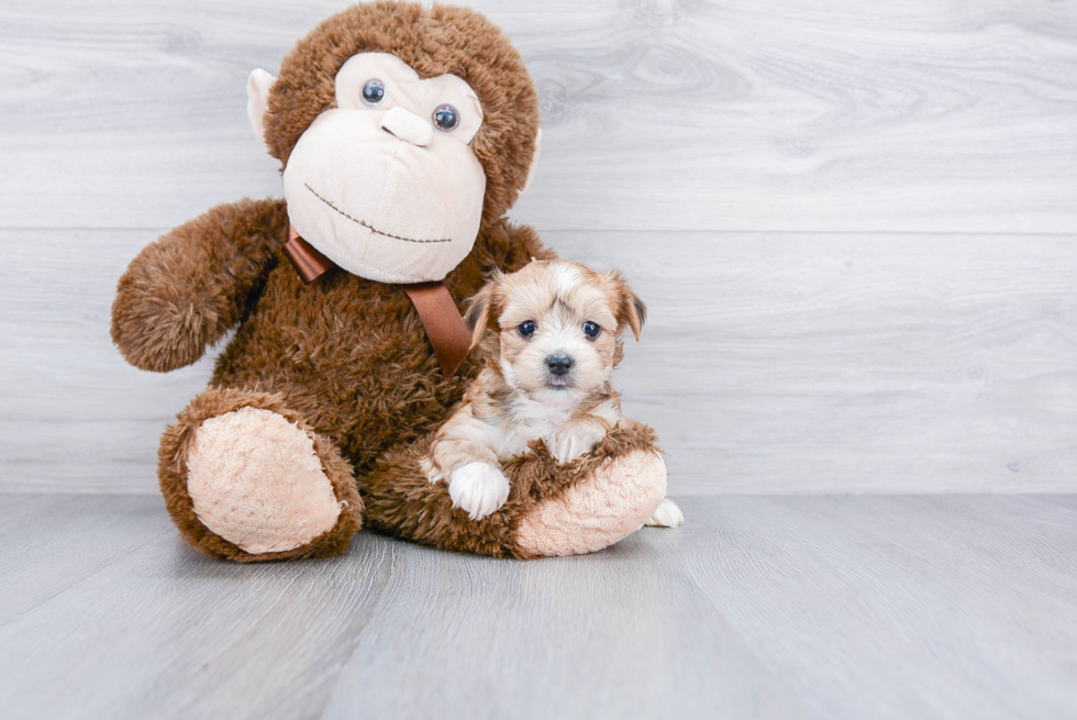 Fluffy Morkie Designer Pup