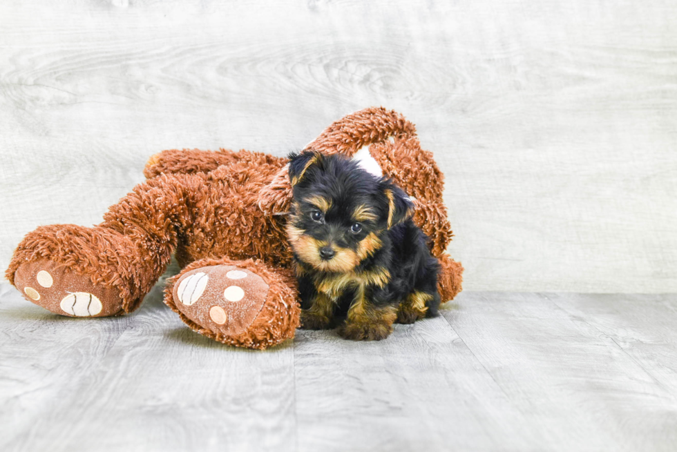 Meet Jenkins - our Yorkshire Terrier Puppy Photo 