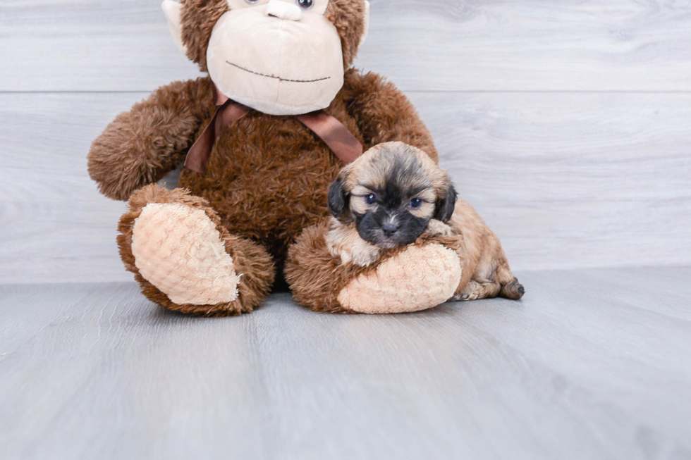 Best Teddy Bear Baby