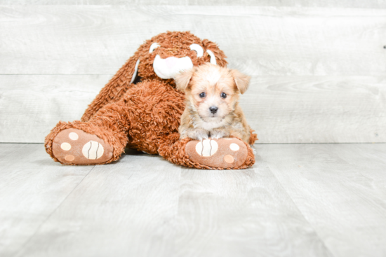 Morkie Puppy for Adoption