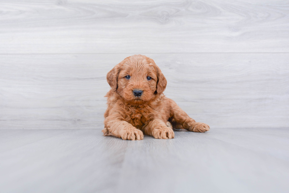 Popular Mini Goldendoodle Poodle Mix Pup