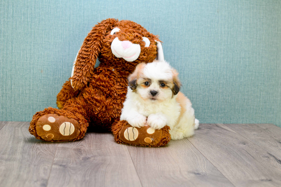 Smart Teddy Bear Designer Pup