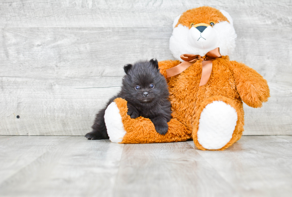 Pomeranian Puppy for Adoption