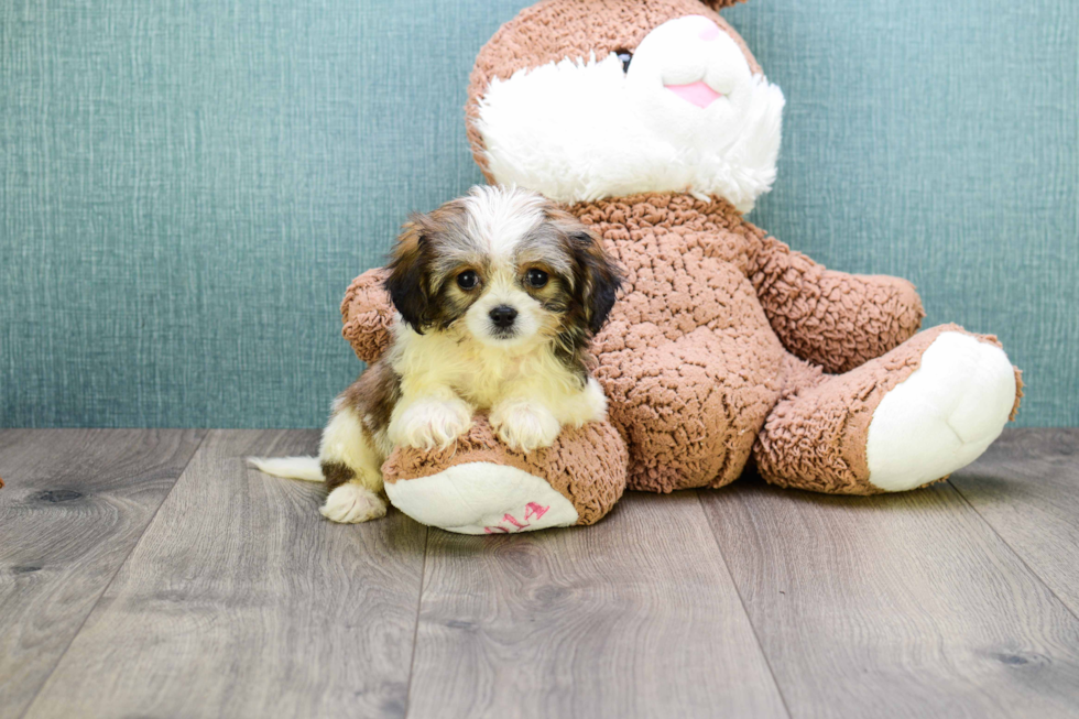 Meet Karl - our Cavachon Puppy Photo 