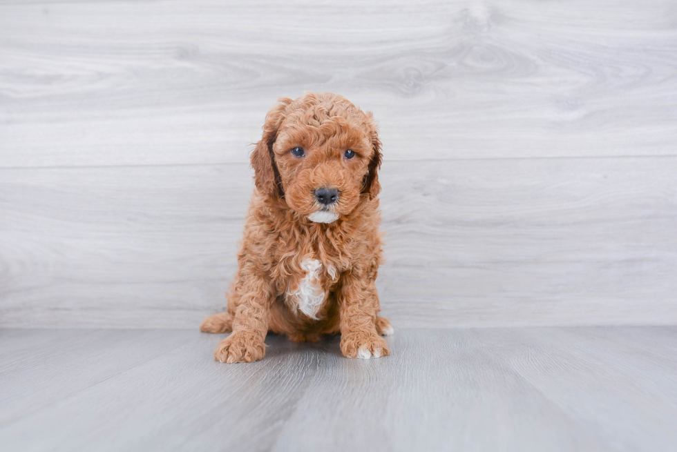 Mini Goldendoodle Puppy for Adoption