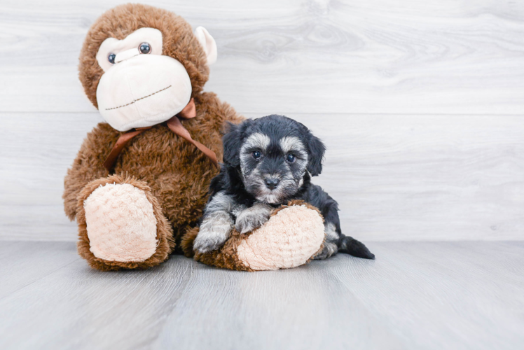 Petite Maltipoo Poodle Mix Pup