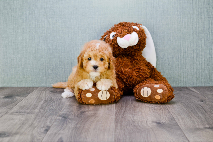 Funny Cavapoo Poodle Mix Pup