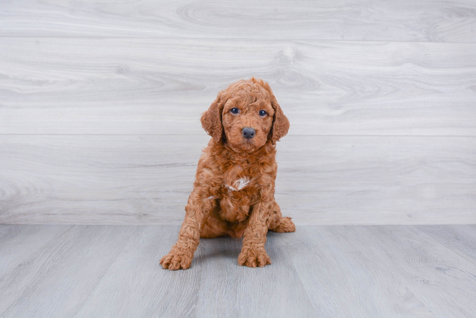 Mini Goldendoodle Puppy for Adoption