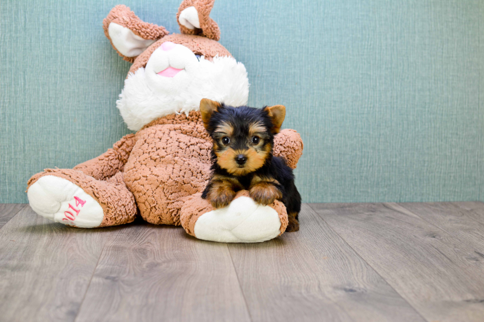 Meet Tinkerbell - our Yorkshire Terrier Puppy Photo 