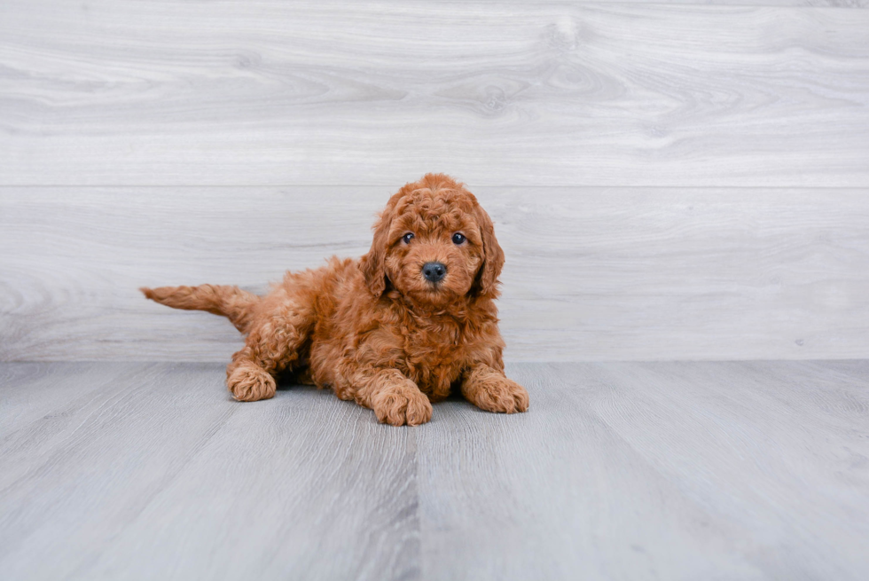 Adorable Golden Retriever Poodle Mix Puppy