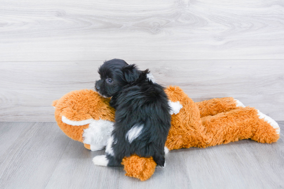 Little Havanese Purebred Pup