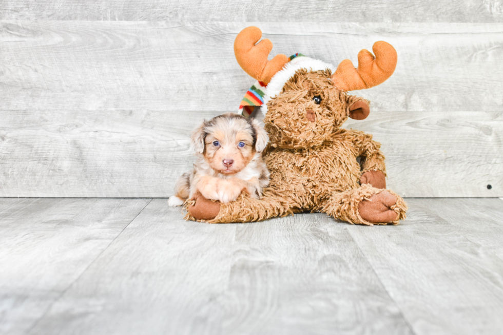 Mini Aussiedoodle Pup Being Cute